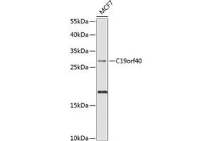 Western blot analysis of extracts of MCF-7 cells, using C19orf40 antibody (ABIN6133300, ABIN6137742, ABIN6137743 and ABIN6224612) at 1:1000 dilution. (FAAP24 抗体  (AA 1-215))