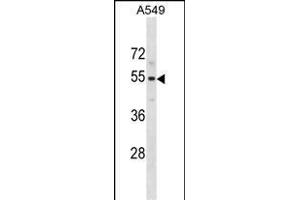 PUS10 Antibody (N-term) (ABIN1881708 and ABIN2838914) western blot analysis in A549 cell line lysates (35 μg/lane). (PUS10 抗体  (N-Term))