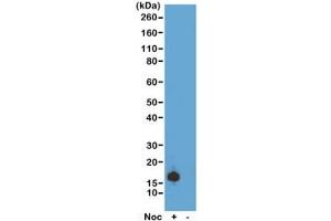 Western blot test of acid extracts of HeLa cells treated or non-treated with Nocodazole, using recombinant phospho-Histone H3 antibody at 0. (Recombinant Histone 3 抗体  (pSer10))