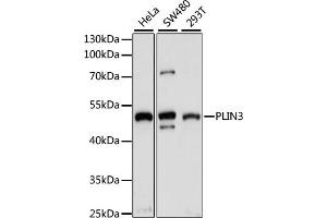 Western blot analysis of extracts of various cell lines, using PLIN3 antibody (ABIN7269221) at 1:1000 dilution. (PLIN3 抗体  (AA 135-434))