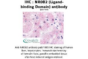 Image no. 1 for anti-Nuclear Receptor Subfamily 0, Group B, Member 2 (NR0B2) antibody (ABIN1737494) (NR0B2 抗体)