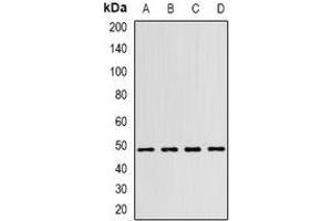 Western blot analysis of WIPI1 expression in SW480 (A), BXPC3 (B), mouse eye (C), rat brain (D) whole cell lysates. (WIPI1 抗体)