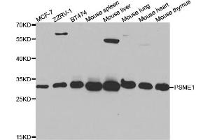 Western blot analysis of extracts of various cell lines, using PSME1 antibody. (PSME1 抗体)
