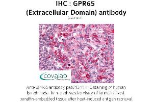 Image no. 1 for anti-G Protein-Coupled Receptor 65 (GPR65) (3rd Extracellular Domain) antibody (ABIN1735149) (GPR65 抗体  (3rd Extracellular Domain))