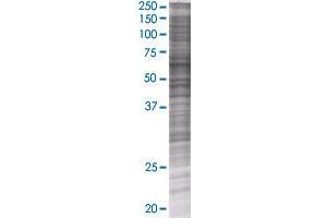 USP2 transfected lysate. (USP2 293T Cell Transient Overexpression Lysate(Denatured))