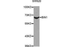 Western blot analysis of extracts of SW620 cells, using BIN1 antibody. (BIN1 抗体)