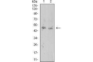 Western Blotting (WB) image for anti-ROP1 (AA 42-183) antibody (ABIN5869166) (ROP1 (AA 42-183) 抗体)