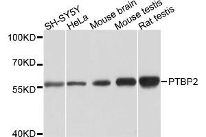 Western blot analysis of extracts of various cell lines, using PTBP2 antibody (ABIN5973595) at 1/1000 dilution. (PTBP2 抗体)