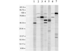 KDEL Western Blot. (KDELR1 抗体)