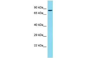 Western Blotting (WB) image for anti-PDZ Domain Containing 4 (PDZD4) (C-Term) antibody (ABIN2791144) (PDZD4 抗体  (C-Term))