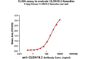 Elisa plates were added with Flag Tag C. (CLDN18.2 蛋白)