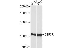 Western blot analysis of extracts of various cell lines, using CSF3R antibody. (CSF3R 抗体)