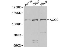 Western blot analysis of extracts of various cell lines, using AGO2 antibody (ABIN5974124) at 1/1000 dilution. (AGO2 抗体)