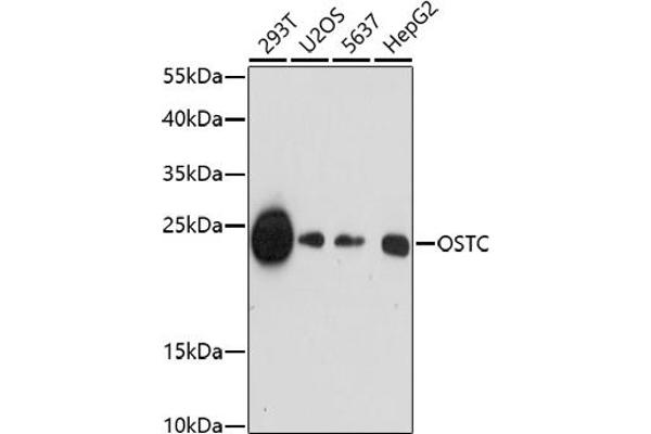 OSTC 抗体  (C-Term)