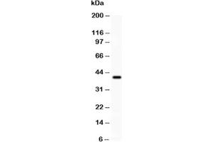 Western blot testing of PD-L1 antibody and recombinant human protein (0. (PD-L1 抗体  (AA 45-290))