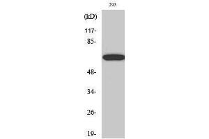 Western Blotting (WB) image for anti-Paxillin (PXN) (Thr507) antibody (ABIN3176785) (Paxillin 抗体  (Thr507))
