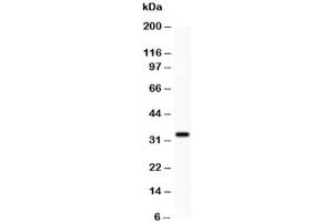Western blot testing of PD-L1 antibody and HEPG2 lysate. (PD-L1 抗体  (AA 45-290))
