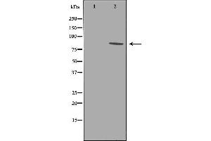 Western blot analysis of Hela whole cell lysates, using EEF2K Antibody. (EEF2K 抗体  (Internal Region))