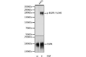 Western blot analysis of extracts of A-431 cells, using Phospho-EGFR-Y1045 antibody (ABIN7266985) at 1:1000 dilution or EGFR antibody (ABIN6127827, ABIN6139974, ABIN6139979 and ABIN7101376). (EGFR 抗体  (pTyr1045))