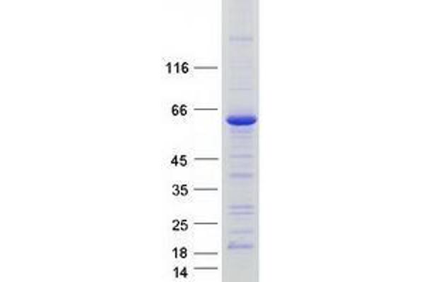 Tricellulin Protein (MARVELD2) (Transcript Variant 1) (Myc-DYKDDDDK Tag)