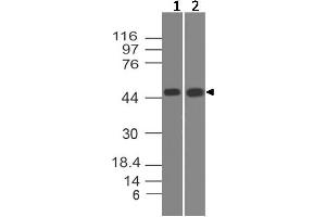 Image no. 1 for anti-STE20-Related Kinase Adaptor alpha (STRADA) (AA 200-410) antibody (ABIN5027549) (STRADA 抗体  (AA 200-410))