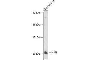 Western blot analysis of extracts of Rat plasma, using NPFF antibody  at 1:500 dilution. (Neuropeptide FF 抗体  (AA 34-113))