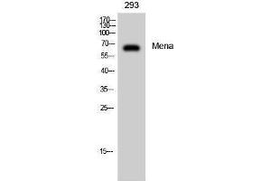 Western Blotting (WB) image for anti-Enabled Homolog (ENAH) (C-Term) antibody (ABIN3175988) (ENAH 抗体  (C-Term))