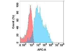Flow cytometry analysis with Anti-EDA on Expi293 cells transfected with human EDA (Blue histogram) or Expi293 transfected with irrelevant protein (Red histogram). (Ectodysplasin A 抗体)