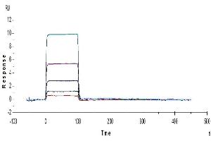 Surface Plasmon Resonance (SPR) image for T Cell Immunoreceptor with Ig and ITIM Domains (TIGIT) (AA 22-141) protein (His tag) (ABIN7275728)