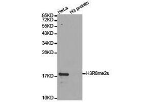 Western Blotting (WB) image for anti-Histone 3 (H3) (H3R8me2s) antibody (ABIN1873010) (Histone 3 抗体  (H3R8me2s))