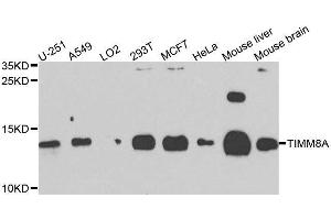 Western blot analysis of extracts of various cell lines, using TIMM8A antibody. (TIMM8A/DDP 抗体  (AA 1-97))