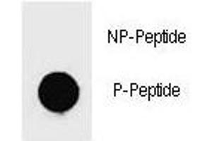 Dot blot analysis of phospho-c-Kit antibody. (KIT 抗体  (pTyr719))