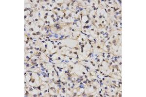 Immunohistochemistry (IHC) image for anti-Cullin 2 (CUL2) antibody (ABIN1876496) (Cullin 2 抗体)