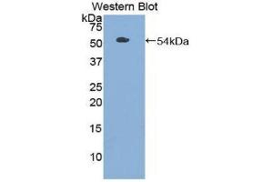 Western Blotting (WB) image for anti-Toll-Like Receptor 3 (TLR3) (AA 727-905) antibody (ABIN1860769) (TLR3 抗体  (AA 727-905))