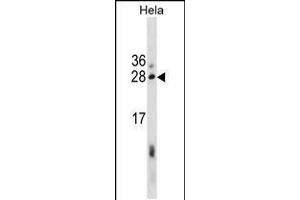 Western blot analysis in Hela cell line lysates (35ug/lane). (RCAS1 抗体  (AA 88-117))