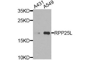 Western blot analysis of extracts of various cell lines, using RPP25L antibody (ABIN6003621) at 1/1000 dilution. (RPP25L 抗体)