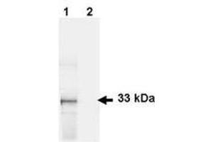 Image no. 1 for anti-Green Fluorescent Protein (GFP) antibody (ABIN1101731) (GFP 抗体)