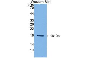 Western Blotting (WB) image for anti-Peroxiredoxin 2 (PRDX2) (AA 6-164) antibody (ABIN1860304) (Peroxiredoxin 2 抗体  (AA 6-164))
