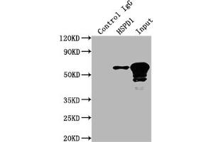 Western Blotting (WB) image for anti-Heat Shock 60kDa Protein 1 (Chaperonin) (HSPD1) antibody (ABIN7127551)