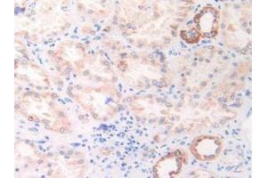 IHC-P analysis of Human Kidney Tissue, with DAB staining. (HSPD1 抗体  (AA 172-343))