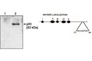 Western blot analysis  using p53 cln HR231 antibody at 1 µg/ml on native H1299 cells (1) and H1299 cells transfected with human p53. (p53 抗体  (AA 371-380))