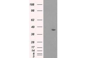 Image no. 1 for anti-Mitogen-Activated Protein Kinase 8 (MAPK8) (AA 1-384) antibody (ABIN1490768) (JNK 抗体  (AA 1-384))