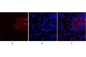 Immunofluorescence analysis of human lung tissue. (PI3K p85 alpha/gamma 抗体)