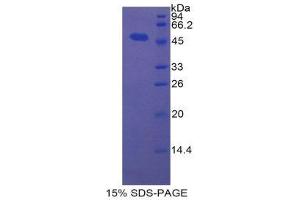 SDS-PAGE (SDS) image for Bone Morphogenetic Protein 4 (BMP4) (AA 25-201) protein (His tag,GST tag) (ABIN1878900) (BMP4 Protein (AA 25-201) (His tag,GST tag))