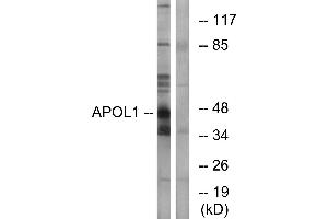 Western blot analysis of extracts from A549 cells, using APOL1 antibody. (APOL1 抗体)