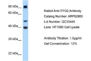Western Blotting (WB) image for anti-Integrin alpha FG-GAP Repeat Containing 2 (ITFG2) (Middle Region) antibody (ABIN970971) (ITFG2 抗体  (Middle Region))