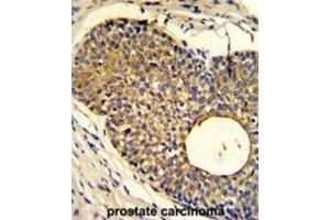 Immunohistochemistry (IHC) image for anti-Phosphate Transporter PHO1 antibody (ABIN2919906) (Phosphate Transporter PHO1 抗体)