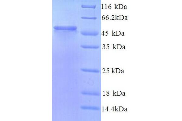 LMAN1L Protein (AA 26-462) (His tag)