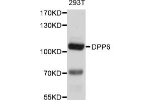 Western blot analysis of extracts of 293T cells, using DPP6 antibody (ABIN5997616) at 1/1000 dilution. (DPP6 抗体)