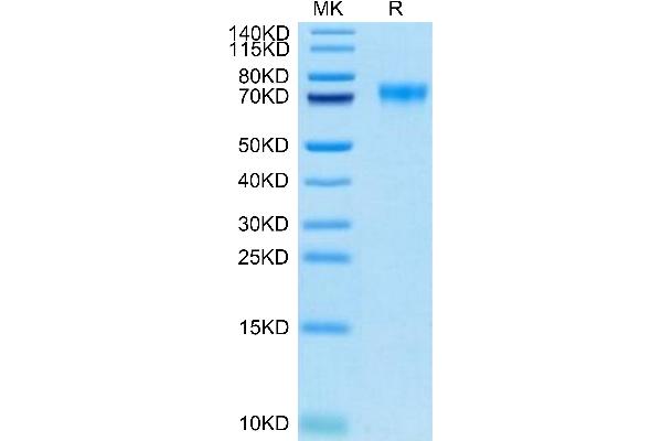 SIGLEC9 Protein (AA 18-348) (His-Avi Tag,Biotin)